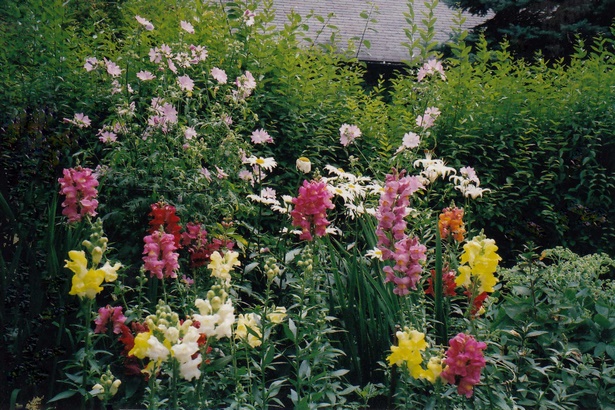 flowers-along-driveway-53_5 Цветя по алеята
