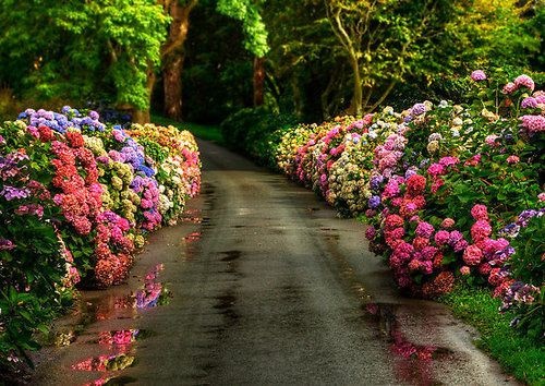 flowers-driveways-94_3 Цветя алеи