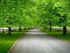 long-driveway-ideas-77_8 Идеи за Дълги алеи