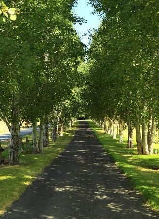 long-driveway-landscaping-91_7 Дълга алея озеленяване
