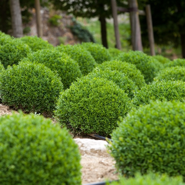 low-maintenance-bushes-for-landscaping-29_2 Храсти с ниска поддръжка за озеленяване