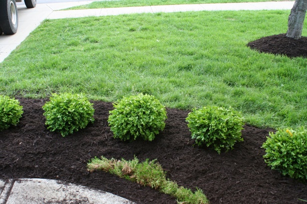 low-maintenance-bushes-for-landscaping-29_5 Храсти с ниска поддръжка за озеленяване
