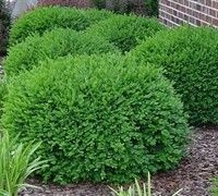 low-maintenance-bushes-for-landscaping-29_8 Храсти с ниска поддръжка за озеленяване