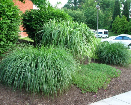 low-maintenance-bushes-for-landscaping-29_9 Храсти с ниска поддръжка за озеленяване