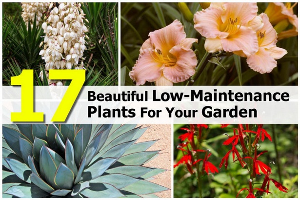 low-maintenance-front-garden-plants-77_9 Ниска поддръжка предни градински растения
