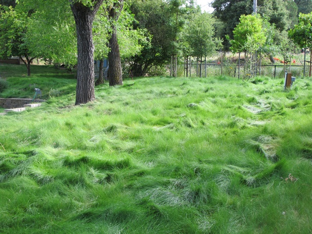low-maintenance-lawn-56_9 Ниска поддръжка на тревата