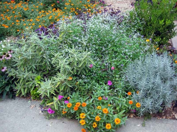 plants-for-borders-of-driveways-72_5 Растения за граници на алеи