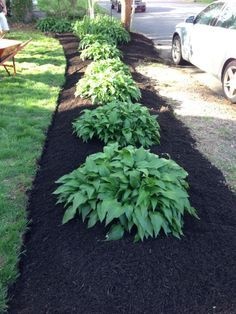 plants-for-driveway-edging-12_3 Растения за алея кант