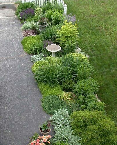 plants-for-driveway-landscaping-80_10 Растения за алеята озеленяване