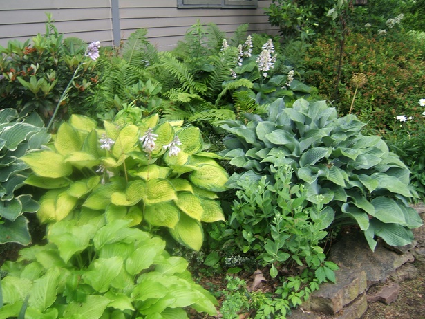 plants-for-low-maintenance-gardens-55_13 Растения за градини с ниска поддръжка