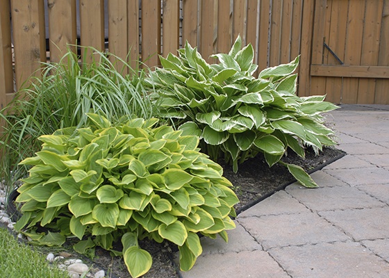 plants-for-low-maintenance-gardens-55_9 Растения за градини с ниска поддръжка