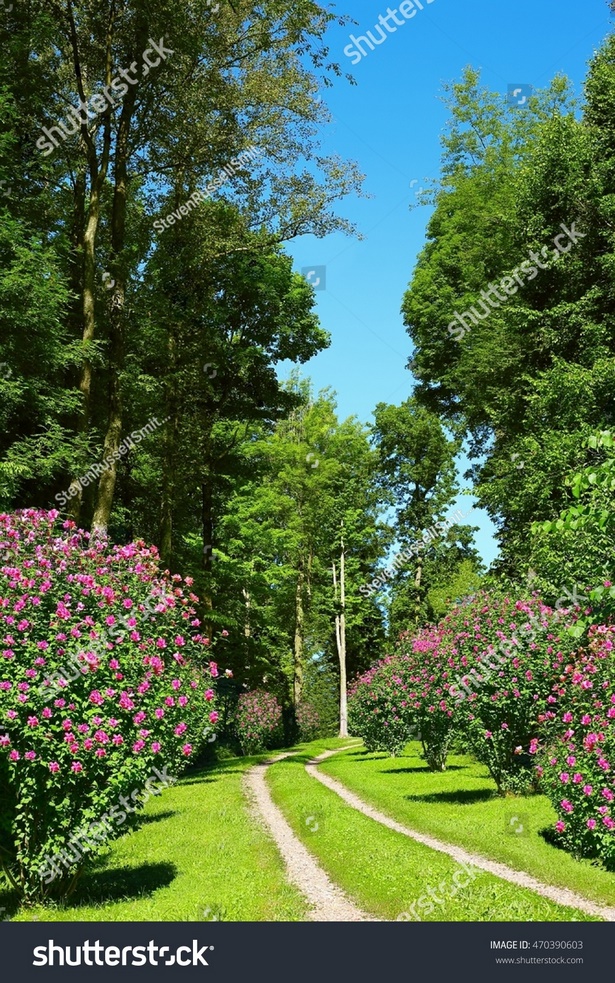 shrubs-along-driveway-39_16 Храсти по алеята
