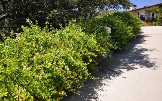 shrubs-along-driveway-39_3 Храсти по алеята