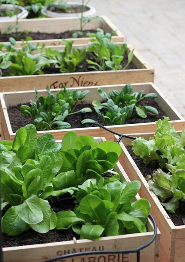 small-space-vegetable-garden-ideas-77_15 Малки идеи за зеленчукова градина