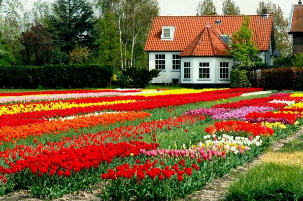 beautiful-flowers-garden-house-64_5 Красиви цветя градина къща