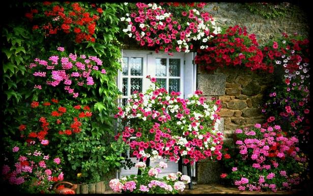 beautiful-flowers-garden-house-64_9 Красиви цветя градина къща