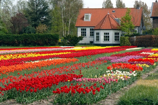 Красиви домашни цветни градини