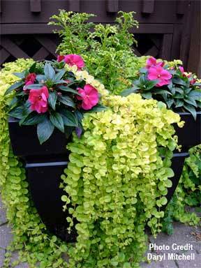 flower-gardens-for-small-yards-40_10 Цветни градини за малки дворове