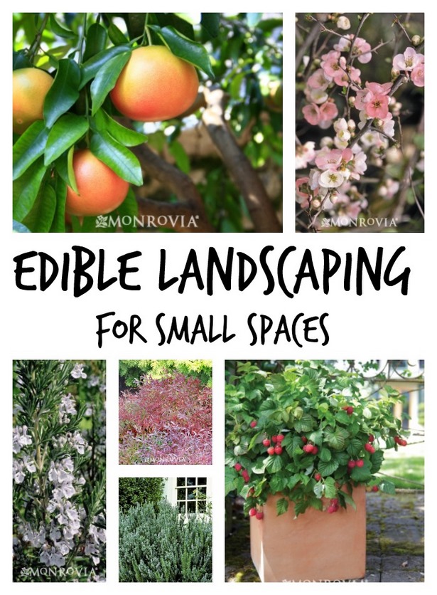 landscape-plants-for-small-areas-09_8 Ландшафтни растения за малки площи
