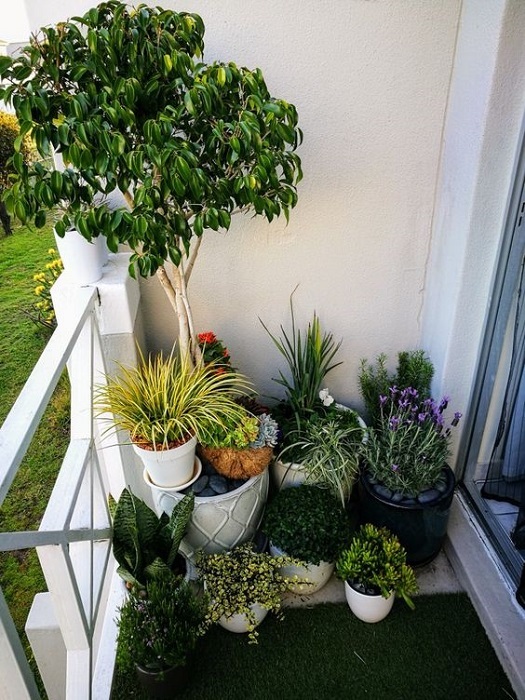 small-balcony-garden-ideas-pictures-72_18 Малък балкон градински идеи снимки