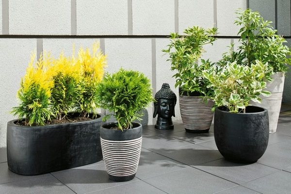 small-patio-plant-ideas-14_11 Малък вътрешен двор растения идеи