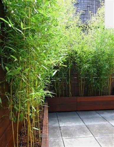 bamboo-for-garden-screening-04_12 Бамбук за градински скрининг