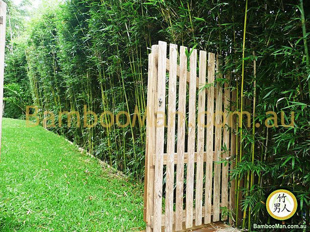 bamboo-for-garden-screening-04_13 Бамбук за градински скрининг