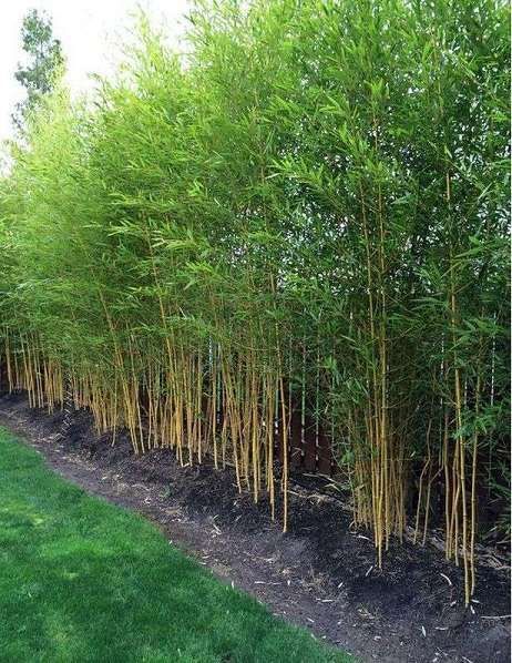 bamboo-for-garden-screening-04_8 Бамбук за градински скрининг