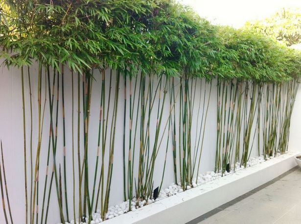 bamboo-garden-screen-ideas-19_19 Бамбук градина екран идеи