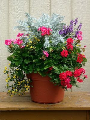 beautiful-outdoor-potted-plants-26_14 Красиви външни саксийни растения