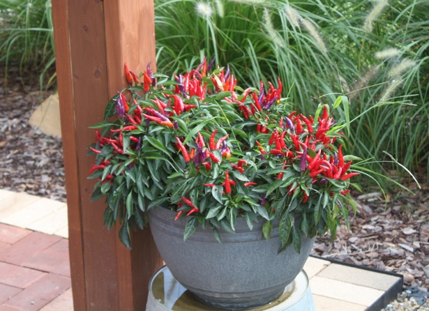 beautiful-outdoor-potted-plants-26_16 Красиви външни саксийни растения