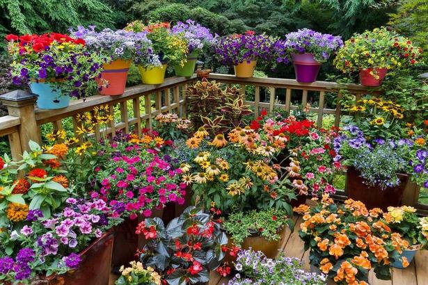container-gardening-flowers-photos-90_7 Контейнер градинарство цветя снимки