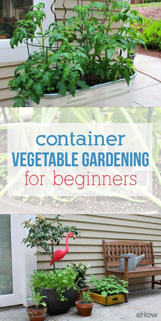 container-gardening-ideas-for-beginners-61 Контейнер градинарство идеи за начинаещи
