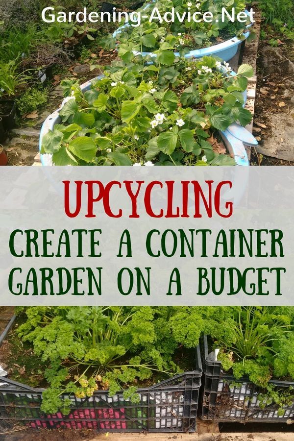 container-gardening-ideas-for-beginners-61_2 Контейнер градинарство идеи за начинаещи