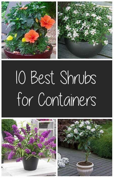 container-gardening-ideas-for-beginners-61_6 Контейнер градинарство идеи за начинаещи