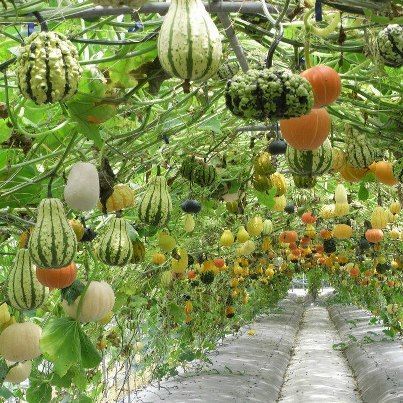hanging-vegetable-garden-ideas-78_12 Висящи идеи за зеленчукова градина