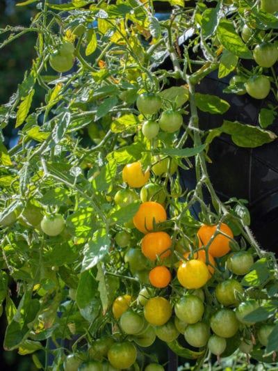 hanging-vegetable-garden-ideas-78_13 Висящи идеи за зеленчукова градина