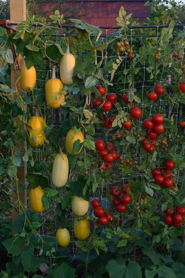 hanging-vegetable-garden-ideas-78_5 Висящи идеи за зеленчукова градина