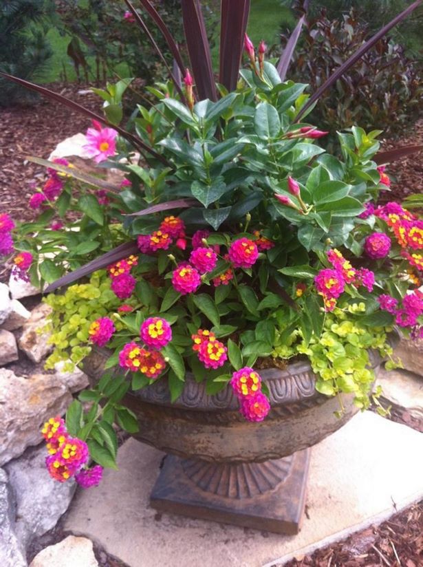 ideas-for-full-sun-flower-pots-86_15 Идеи за саксии за цветя на пълно слънце