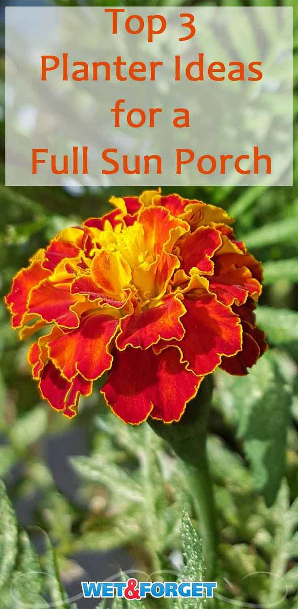 ideas-for-full-sun-flower-pots-86_17 Идеи за саксии за цветя на пълно слънце