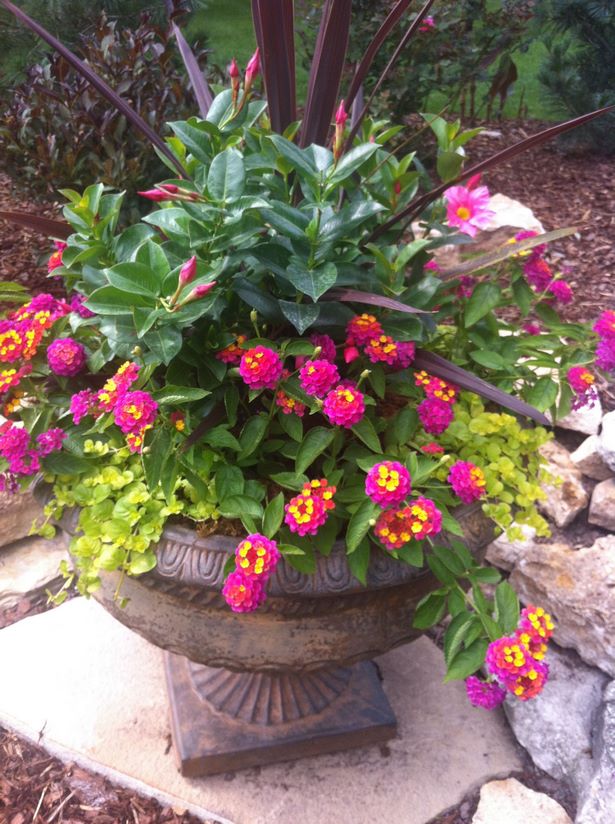 ideas-for-full-sun-flower-pots-86_3 Идеи за саксии за цветя на пълно слънце