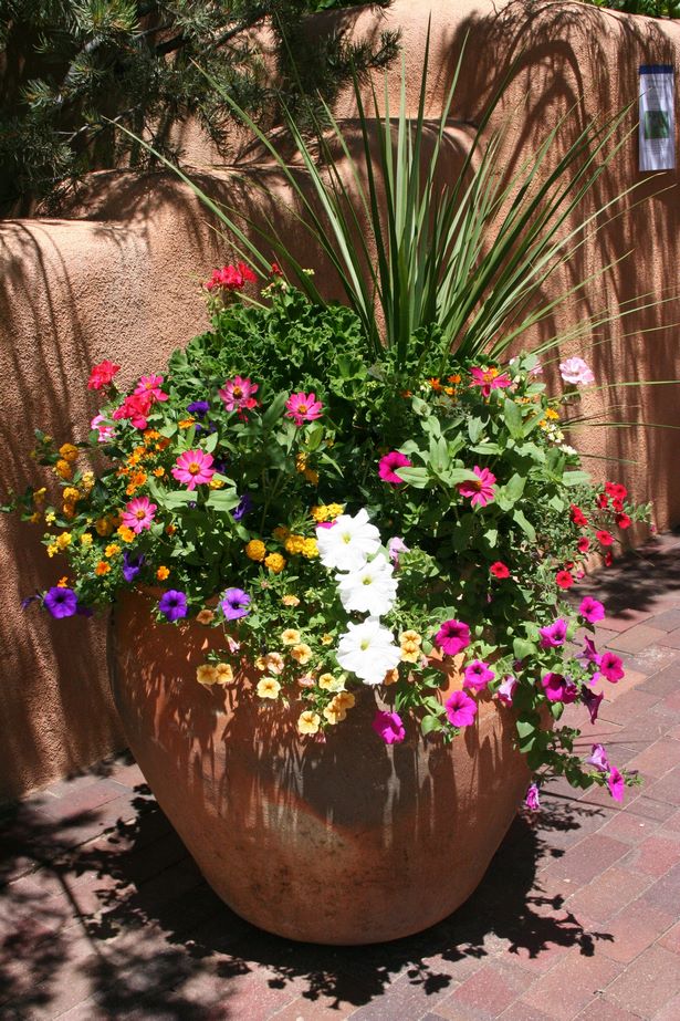 ideas-for-full-sun-flower-pots-86_5 Идеи за саксии за цветя на пълно слънце