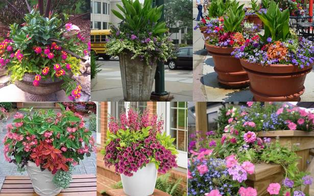 ideas-for-full-sun-flower-pots-86_8 Идеи за саксии за цветя на пълно слънце