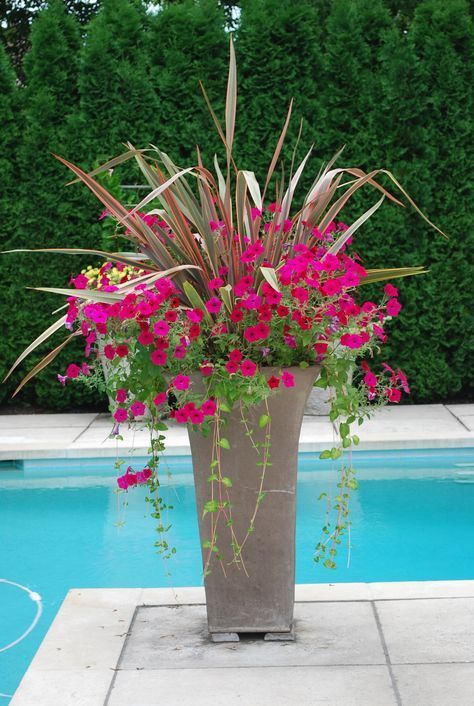 ideas-for-full-sun-flower-pots-86_9 Идеи за саксии за цветя на пълно слънце