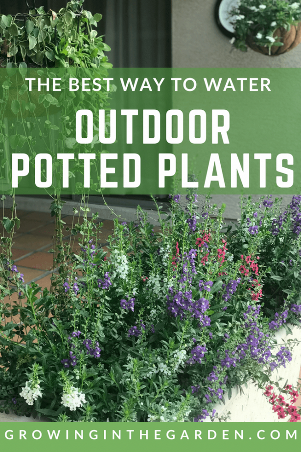images-of-outdoor-potted-plants-77 Снимки на открито саксийни растения