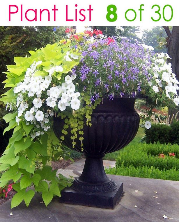 images-of-planters-with-flowers-74_9 Снимки на саксии с цветя