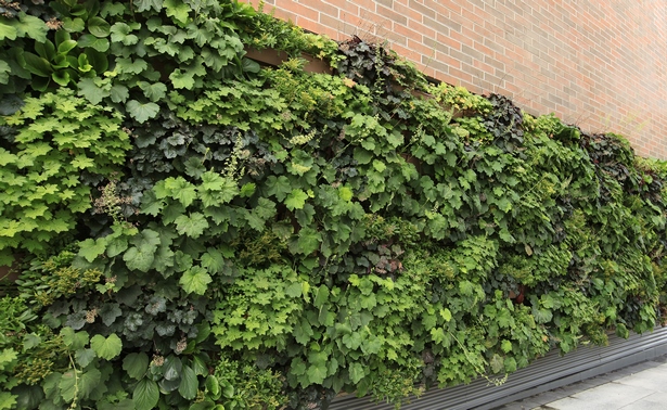 outdoor-plant-wall-38_9 Външна растителна стена