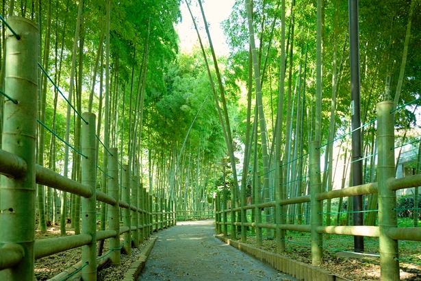 Бамбукова градина Япония