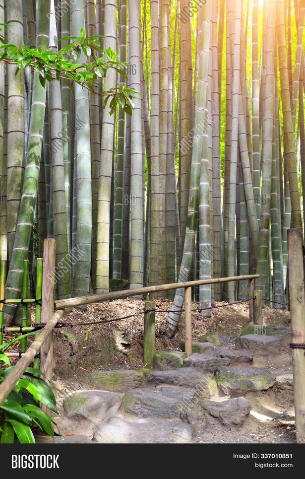 bamboo-garden-japan-00_10 Бамбукова градина Япония