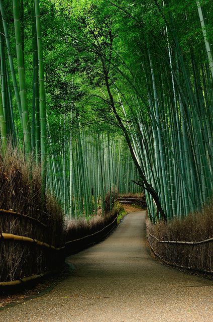 bamboo-garden-japan-00_11 Бамбукова градина Япония